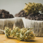 homemade-cakes-with-cannabis-and-buds-of-marijuana-PZMX6MC.jpg